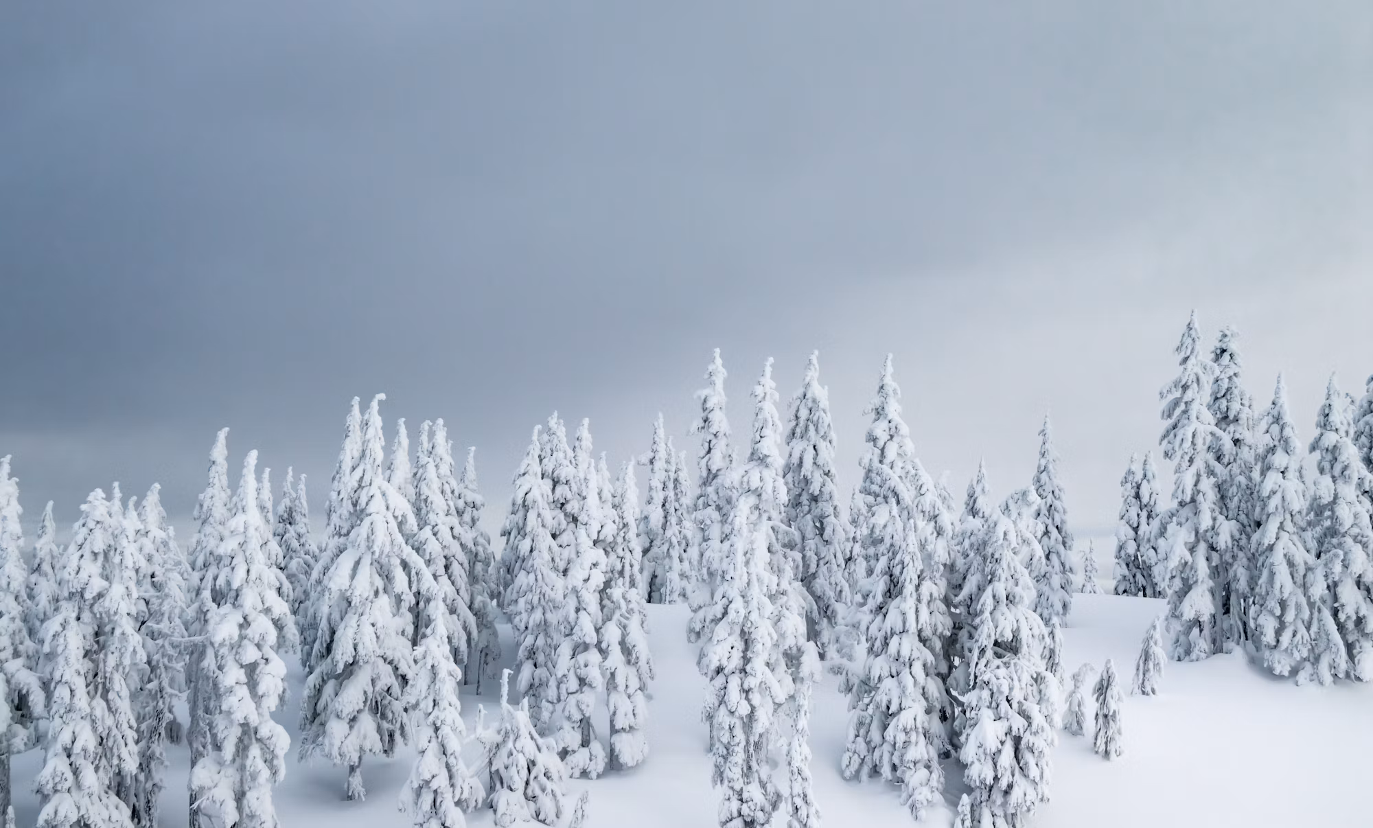 Exploring the World of Snowboarding Styles: A Comprehensive Overview